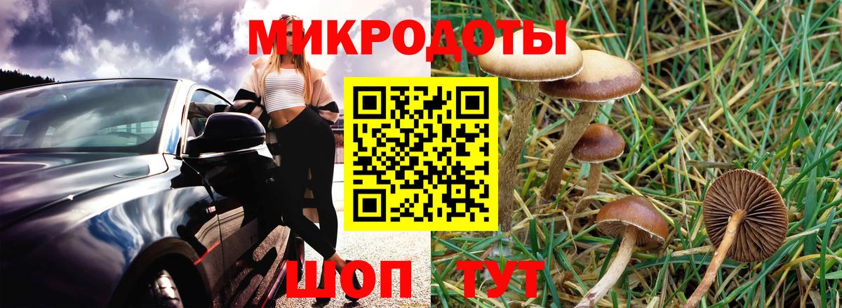 Псилоцибиновые грибы Psilocybine cubensis Красноярск
